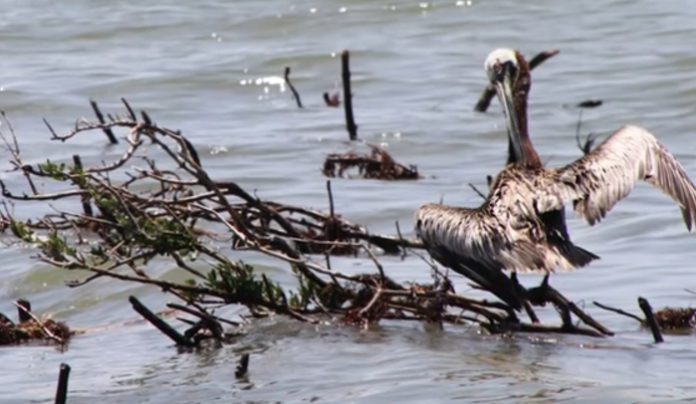 5 Solutions to Oil Spills 5 Solutions to Oil Spills